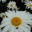 Leucanthemum x superbum 'Stern von Antwerpen' fleur
